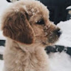 Meet your Posher, Ghpstly